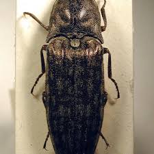 Attēlu rezultāti vaicājumam “Actenicerus sjaelandicus”