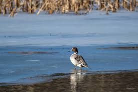 Attēlu rezultāti vaicājumam “Anas acuta”
