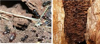 Attēlu rezultāti vaicājumam “Lasius fuliginosus”