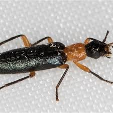 Attēlu rezultāti vaicājumam “Oedemeridae”