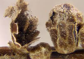 Attēlu rezultāti vaicājumam “Diderma chondrioderma spores”