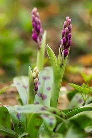Attēlu rezultāti vaicājumam “Orchis mascula bud”