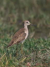 Attēlu rezultāti vaicājumam “Tringa glareola”