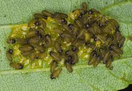 Attēlu rezultāti vaicājumam “Agelastica alni larva”