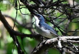 Image result for Luscinia cyane