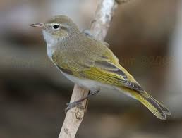 Image result for Phylloscopus orientalis