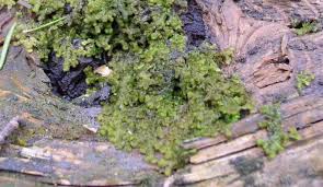 Attēlu rezultāti vaicājumam “Ptilidium pulcherrimum”