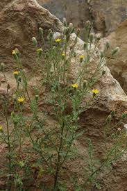 Attēlu rezultāti vaicājumam “Senecio viscosus”