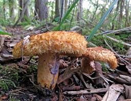 Attēlu rezultāti vaicājumam “Lactarius lygniotus”