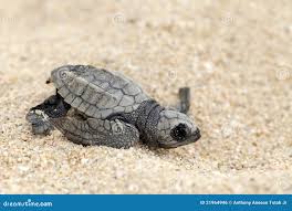 Image result for Lepidochelys olivacea