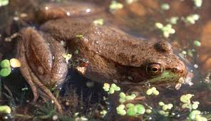Attēlu rezultāti vaicājumam “Ranidae”