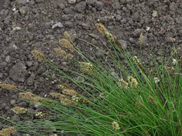 Attēlu rezultāti vaicājumam “Carex appropinquata”