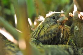 Attēlu rezultāti vaicājumam “Erithacus rubecula nest”