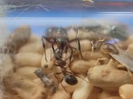 Attēlu rezultāti vaicājumam “Formica rufa pupa”