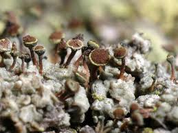 Attēlu rezultāti vaicājumam “Chaenotheca chlorella”