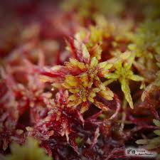Attēlu rezultāti vaicājumam “Sphagnum capillifolium”