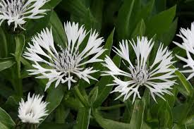 Image result for Flockenblume
