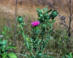 Attēlu rezultāti vaicājumam “Cirsium vulgare leaf”