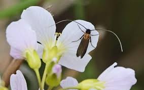 Attēlu rezultāti vaicājumam “Cauchas rufimitrella”