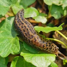 Attēlu rezultāti vaicājumam “Limax maximus”