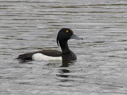 Image result for Aythya fuligula