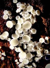 Attēlu rezultāti vaicājumam “Lachnum corticale”