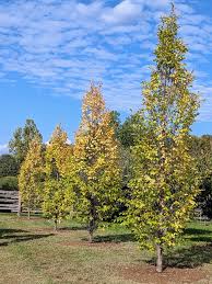 Attēlu rezultāti vaicājumam “Carpinus betulus male flower”