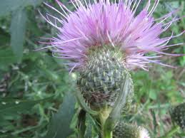 Attēlu rezultāti vaicājumam “Cirsium x rigens flower”