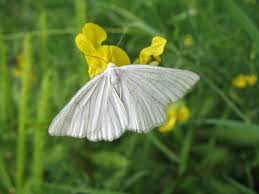 Attēlu rezultāti vaicājumam “Siona lineata”