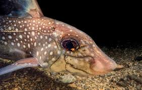 Image result for Hydrolagus colliei