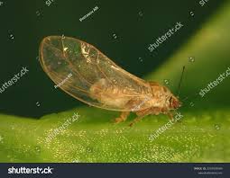 Attēlu rezultāti vaicājumam “Trioza dispar nymph”