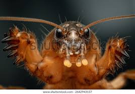 Attēlu rezultāti vaicājumam “Gryllotalpa gryllotalpa”