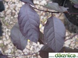 Attēlu rezultāti vaicājumam “Prunus cerasifera var. divaricata”