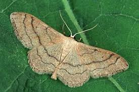 Attēlu rezultāti vaicājumam “Idaea aversata”