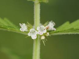 Attēlu rezultāti vaicājumam “Lycopus europaeus flower”