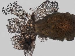 Attēlu rezultāti vaicājumam “Badhamia affinis var. microspora macro”