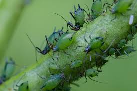 Attēlu rezultāti vaicājumam “Acyrthosiphon”