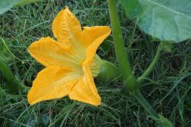 Attēlu rezultāti vaicājumam “Cucurbita pepo leaf”