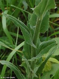 Attēlu rezultāti vaicājumam “Hesperis matronalis leaf”