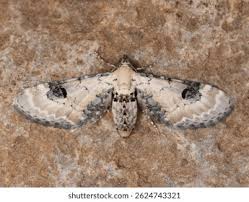 Attēlu rezultāti vaicājumam “Eupithecia icterata female”