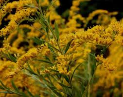 Attēlu rezultāti vaicājumam “Solidago canadensis fruit”