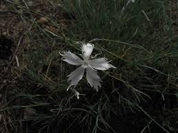 Attēlu rezultāti vaicājumam “Dianthus arenarius”