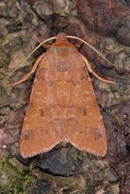 Attēlu rezultāti vaicājumam “Agrochola helvola imago”