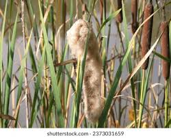 Attēlu rezultāti vaicājumam “Typha angustifolia  fruit”