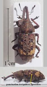 Attēlu rezultāti vaicājumam “Pissodes castaneus”