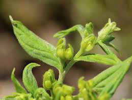 Attēlu rezultāti vaicājumam “Lithospermum officinale”