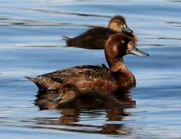 Image result for Aythya marila