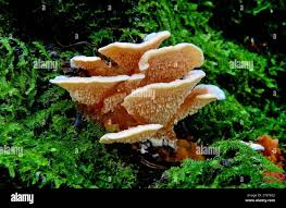 Attēlu rezultāti vaicājumam “Antrodiella faginea”