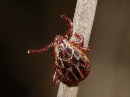 Attēlu rezultāti vaicājumam “Dermacentor reticulatus”