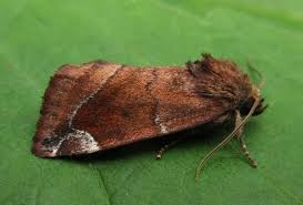 Attēlu rezultāti vaicājumam “Cosmia pyralina”